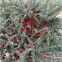 Fächer Felsenmispel 60-80cm - Cotoneaster horizontalis