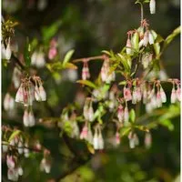 Wilde Heidelbeeren 30-40cm - Vaccinium griffithianum