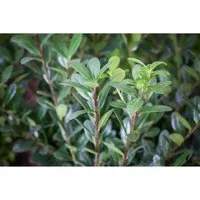 Ilex crenata 'Robustico' 20-25 cm - Japanische Stechpalme - Heckenpflanzen mit dichten, immergrünen Blättern, perfekt für Formschnitte und winterhart. Ideal für Hecken und Kübel, pflegeleicht und schnittverträglich.