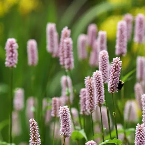 Knöterich 'Superba' - Persicaria Bistorta 'Superba' Topf 9x9cm: Robuste Schönheit für sonnige Gärten. 6 x