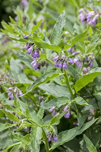 Symphytum officinale ca. 11x11 cm Topf - Beinwell, violett-blaue Blüten, Blütezeit Mai-Juli, ideal für Naturgärten, bienenfreundlich, pflegeleicht