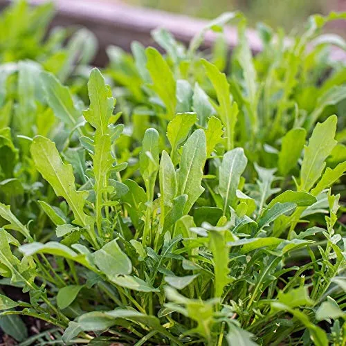 Rucola Wilde Rauke ca. 1500 Samen - Salatrauke mit nussigem Aroma