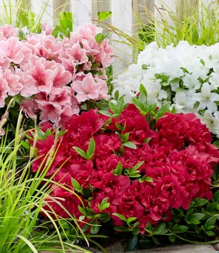 BALDUR Garten Zwerg-Azalee 'Encore Autumn®' - 3 Pflanzen - Immergrüne, winterharte Azalee, die zweimal im Jahr blüht. Ideal für Garten, Beet & Kübel. Pflegeleicht und kompakt, perfekt für jeden Garten.
