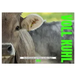 Voll kuhl - der Kuhkalender mit Kühen aus dem Allgäu (Tischkalender 2026 DIN A5 quer) CALVENDO Monatskalender von Calvendo/ Bihlmayer-Media/ Bihlmayer