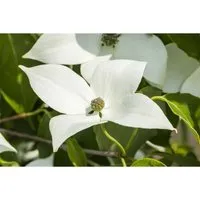 Cornus kousa 'Milky Way' - Japanischer Blumen-Hartriegel mit weißen Blüten - Ziergehölz mit cremeweißen Blüten, zieht Bienen und Schmetterlinge an. Pflegeleicht, winterhart bis -20 °C, ideal für halbschattige bis sonnige Standorte im Garten.