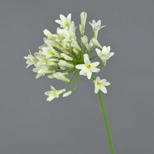 artplants Künstlicher Agapanthus PHILINA, Creme, 75cm, Ø 14cm