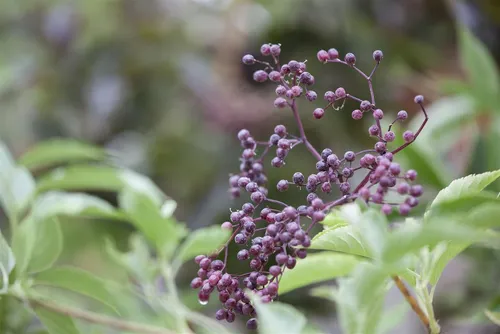 Pflanzen für Dich Gehölze Sambucus nigra, Schwarzer Holunder - Vielseitiger Gartenstrauch - Der Schwarze Holunder ist ein robuster Blütenstrauch mit eleganten, duftenden Blüten und dekorativen Beeren. Ideal für sonnige bis halbschattige Standorte, pflegeleicht und langlebig, perfekt für naturnahe Gärten.