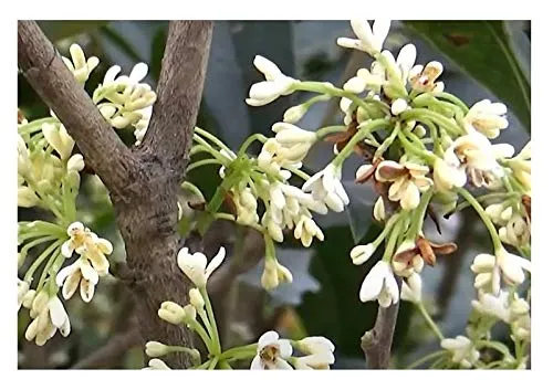 Stk - 5x Osmanthus fragrans duftende Olive Garten Pflanzen - Samen B1863 - Seeds & Plants Shop by Ipsa