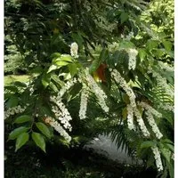 Portugiesischer Kirschlorbeer Myrtifolia 125-150cm - Prunus lusitanica - Sträucher, seltener Kirschlorbeer mit einer Wuchshöhe von bis zu 4 Metern, ideal für Hecken und sonnige Standorte.