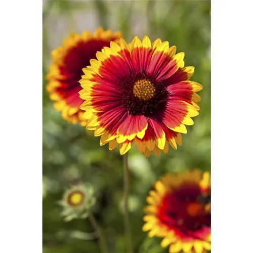 Gaillardia x grandiflora 'Fackelschein' - Großblumige Garten-Kokardenblume 'Fackelschein' - 9 cm Topf