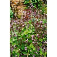 Lunaria Rediviva Mondviole Ca. 11x11 cm Topf