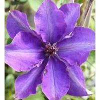 Waldrebe The President 125-150cm - Clematis The President