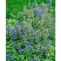 Ajuga Reptans Variegata Günsel Buntlaubig Ca. 9x9 cm Topf
