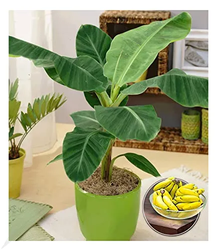 BALDUR Garten Musa Banana Tropicana - Zimmerbanane im 12 cm-Topf - Wunderschöne Zimmerpflanze im 12 cm-Topf, ideal für sonnige bis halbschattige Standorte. Geringer Pflegeaufwand und essbare Früchte sorgen für Freude in jedem Zuhause.
