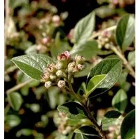 Fruchtmispel 125-150cm - Cotoneaster franchetii