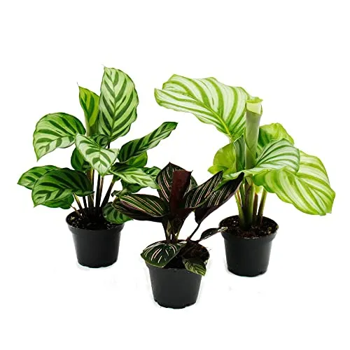 Exotenherz Calathea 3er Set – Pflegeleichte Zimmerpflanzen mit einzigartigen Blattmustern - Entdecken Sie die Vielfalt der Calathea im 7cm Topf! Diese pflegeleichten Pflanzen bringen Extravaganz in Ihr Zuhause und sind ideal für schattige Plätze. Ein perfektes Trio für ein stilvolles Ambiente.