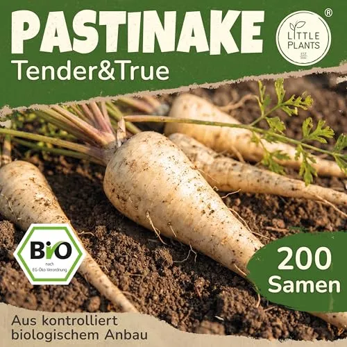 Little Plants BIO Pastinake Samen 200 Pastinakesamen Tender and True Gemüsesamen Samenfest für Gemüsegarten Gemüse Samen Hochbeet Samen für Küche, Balkon und Garten