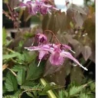 Elfenblume Lilafee - Epimedium grandiflorum