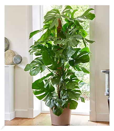 BALDUR Garten Monstera - Pflegeleichte Fensterblattpflanze - Zimmerblumen mit ca. 60-70 cm Höhe, ideal für dunklere Standorte und luftreinigend. Perfekt für pflegeleichte Raumgestaltung.