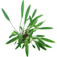 Dennerle Plants Aquariumpflanze Cryptocoryne Lucens
