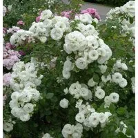 Strauchrose Weisse Wolke 30-60cm - Rosen, winterhart und blühfreudig, ideal für Gartenbeete oder als Schnittblume. Blütezeit von Juni bis Oktober mit ständigen Nachblüten.
