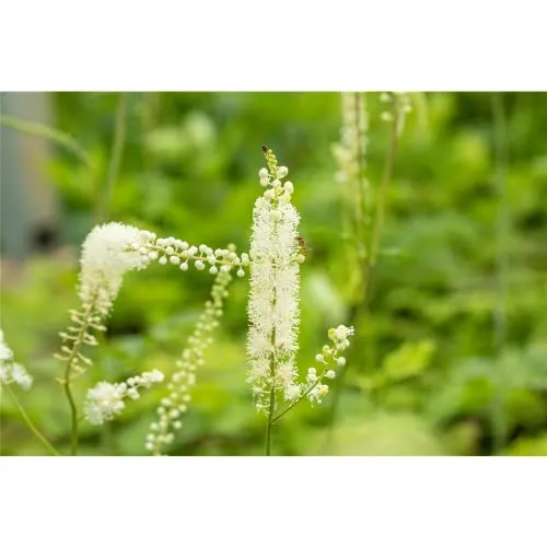 Actaea simplex 'White Pearl' (Cimicifuga) - Garten-Oktober-Silberkerze 'White Pearl' - 11cm Topf