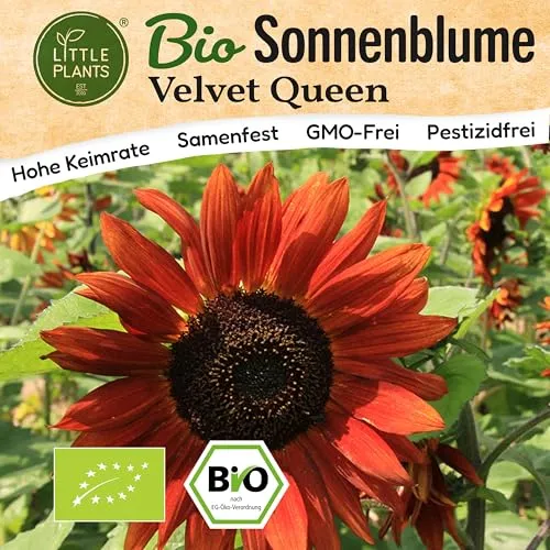 Little Plants BIO Sonnenblumen Samen 30 Sonnenblumensamen Sonnenblume Velvet Queen Blumensamen für Blumenkübel Samenfest Blumen Samen für Balkon und Garten