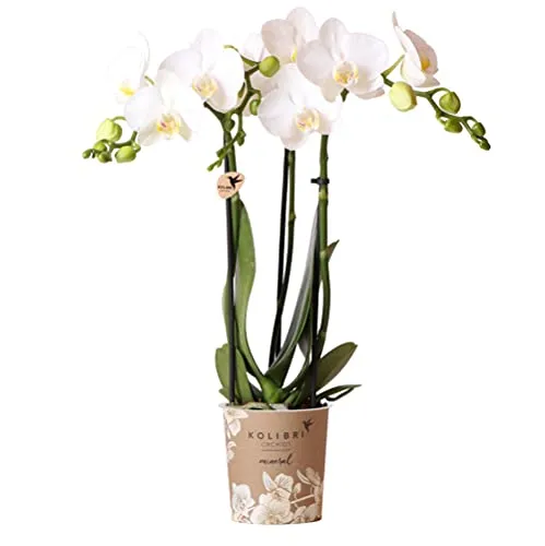 Exotenherz Weiße Phalaenopsis-Orchidee Amabilis 9cm - Zimmerpflanze mit schneeweißen Blüten, ideal für jedes Interieur. Pflegeleicht und ein echter Blickfang für Ihr Zuhause.
