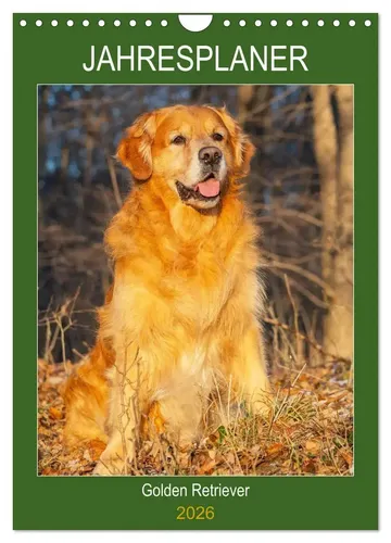 Sigrid Starick | Jahresplaner Go*den Retriever (Wandkalender 2026 DIN A4...