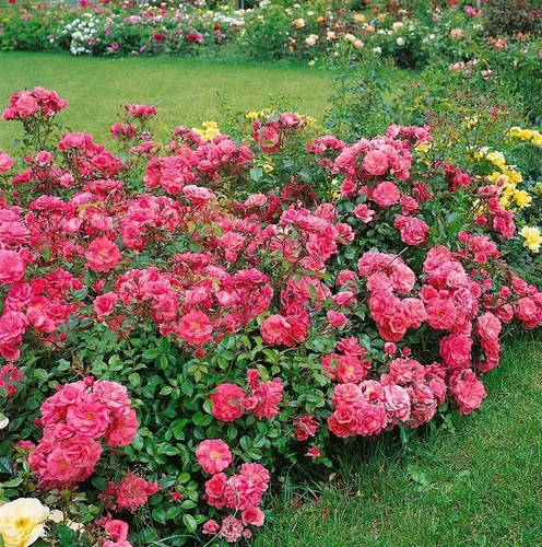 Rosa Bad Birnbach - Beetrose - Wunderschöne Beetrose mit leuchtend rosa Blüten, ideal für Garten und Terrasse. Pflegeleicht, winterhart und zieht Bienen und Schmetterlinge an.