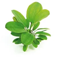 Dennerle Plants Aquariumpflanze Echinodorus Dschungelstar Nr. 2 Kleiner Bär