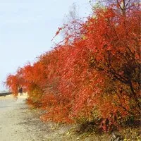Cotoneaster acutifolius - Scharfblättrige Zwergmispel - Ziergehölz mit robustem Wuchs, attraktiven Blüten und farbenfrohen Beeren im Herbst – ideal für Hecken und Kübelpflanzungen.