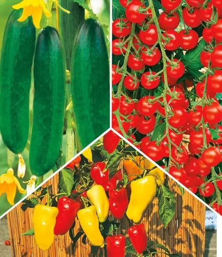 BALDUR Garten 4er Snack-Gemüse Kollektion - Vielseitige Snack-Gemüse-Kollektion im 10,5 cm-Topf, ideal für Beet und Balkon. Ertragreiche Sorten mit geringem Pflegeaufwand für frisches Naschvergnügen im eigenen Garten.