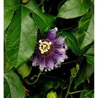 Passionsblume Purple Haze - Passiflora caerulea - Sträucher, pflegeleichte Kletterpflanze mit winterharten Eigenschaften und beeindruckender Blüte von Mai bis Juli.