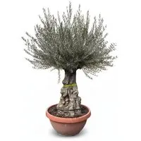 Sunny-Tree Olivenbaum Bonsai 100 Jahre alt im Dekotopf - Exklusiver Olivenbaum Bonsai (Olea Europaea) mit 100 Jahren, beeindruckender Höhe von 240 cm. Ideal für Garten oder Terrasse, bringt mediterranes Flair und ist pflegeleicht.