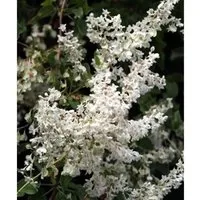 Schlingknöterich 80-100cm - Polygonum aubertii