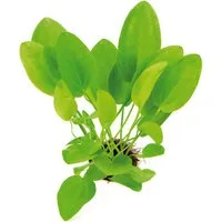 Dennerle Plants Aquariumpflanze Echinodorus Cordifolius Mini