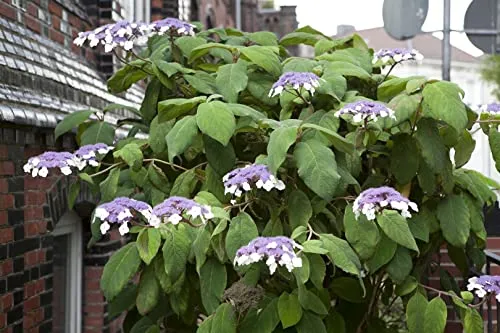 Hydrangea aspera 'Macrophylla' - Samthortensie mit lila Blüten - Schöne Samthortensie mit üppigen lila Blüten, ideal für halbschattige Standorte. Bienenfreundlich und pflegeleicht, perfekt für Gartenanfänger. Winterhart bis -20 °C, ideal für kältere Klimazonen.
