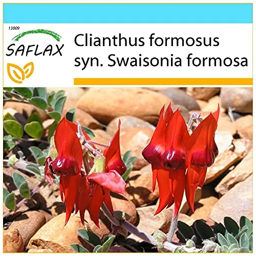 SAFLAX - Geschenk Set - Papageischnabel/Teufelskopf - 20 Samen - Mit Geschenk- / Versandbox, Versandaufkleber, Geschenkkarte und Anzuchtsubstrat - Clianthus formosus