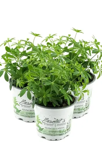 3er Set Waldmeister, Galium odoratum, frische waldmeister Pflanze