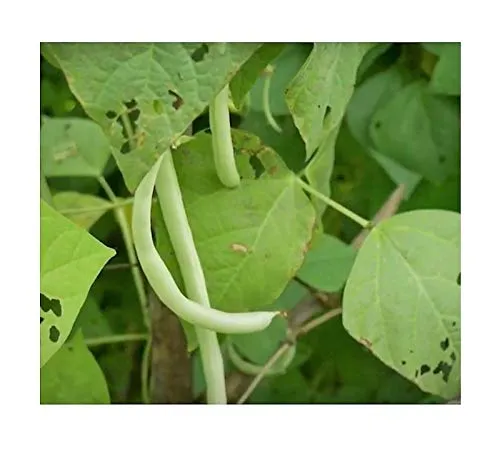 Stk - 35x ELMORO BIO (Phaseolus vulgaris) Bohnen Gemüse Garten Pflanzen - Samen SV31 - Seeds & Plants Shop by Ipsa