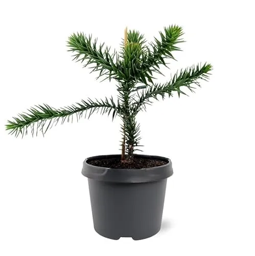 Exotenherz Chilenische Schmucktanne Araucaria araucana Setzling 19cm - Imposante Araucaria araucana im 19 cm Topf, ideal für Ihren Garten. Diese seltene Pflanze beeindruckt mit ihrer einzigartigen Form und ist ein echter Blickfang.