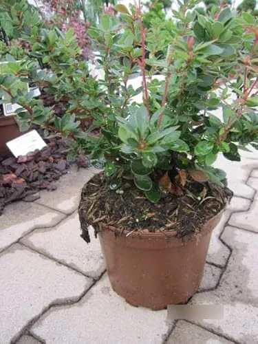Berberis buxifolia nana - Buxusblättrige Berberitze 15-20cm