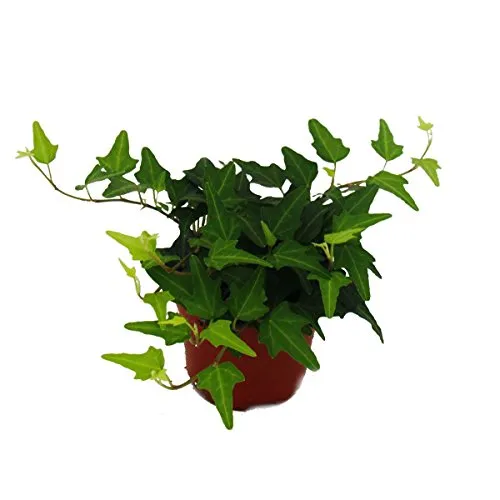 Exotenherz - Efeu - Hedera - 9cm Topf - Zimmerpflanze