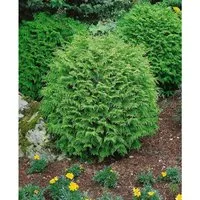Chamaecyparis Lawsoniana Globosa Kugelzypresse 25–30 cm