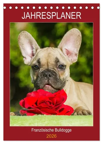 Sigrid Starick | Jahresplaner Französische Bulldogge (Tischkalender 2026 DIN...
