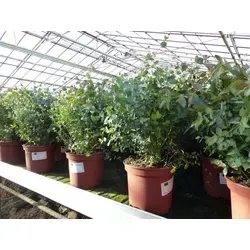 gruenwaren jakubik XXL Eucalyptus Gunni Gunnii Busch - Kräutersamen & -pflanzen, winterhart und bis zu 60 cm hoch, ideal für Garten und Terrasse, bringt mediterranes Flair in Ihr Zuhause.