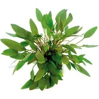 Dennerle Plants Aquariumpflanze Cryptocoryne Wendtii Kompakt