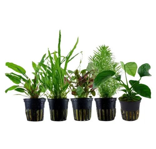 Aquaone Wasserpflanze Set mit 5 Mittelgrund Pflanzen Nr.116 - Set mit 5 volldurchwurzelten Wasserpflanzen für Ihr Aquarium: Anubias, Cryptocoryne, Lobelia, Pogostemon und Microsorum. Ideal zur Gestaltung und Verbesserung der Wasserqualität.