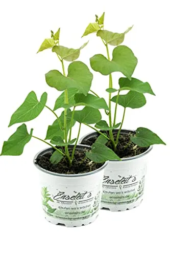 2er Set Süßkartoffel Pflanze Ipomea batata - Robuste Gemüse-Pflanze für den Anbau in Europa. Hoher Ertrag und attraktives Laub machen sie zur idealen Wahl für Ihren Garten. Lieferung im 12 cm Topf.